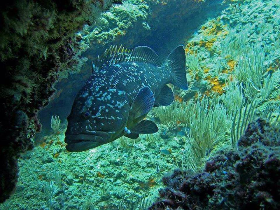 Site de plongée sous marine Roches de mérous Tabarka Tunisie